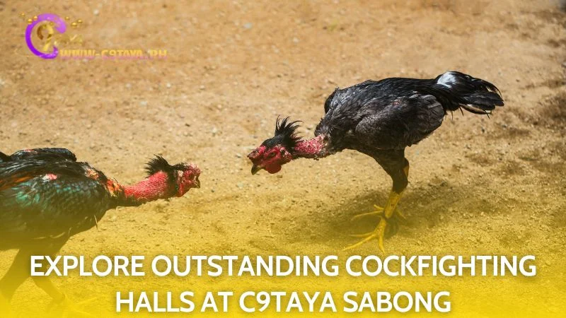 Discover exceptional and premier cockfighting arenas within the C9TAYA platform