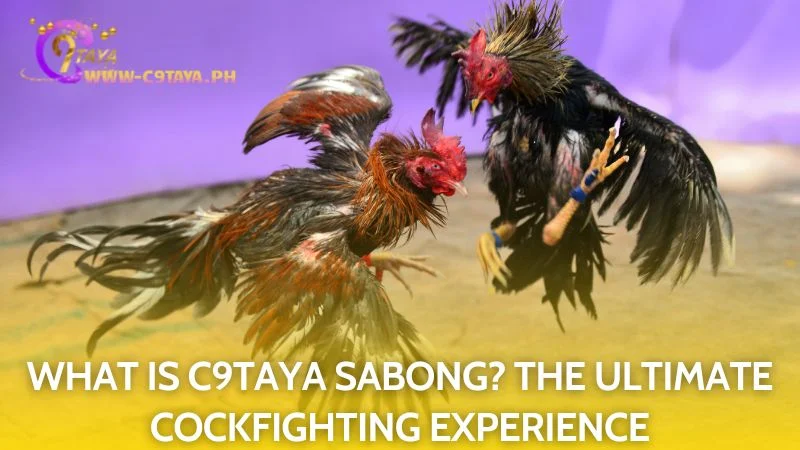 C9TAYA Sabong offers the definitive and most thrilling online cockfighting experience